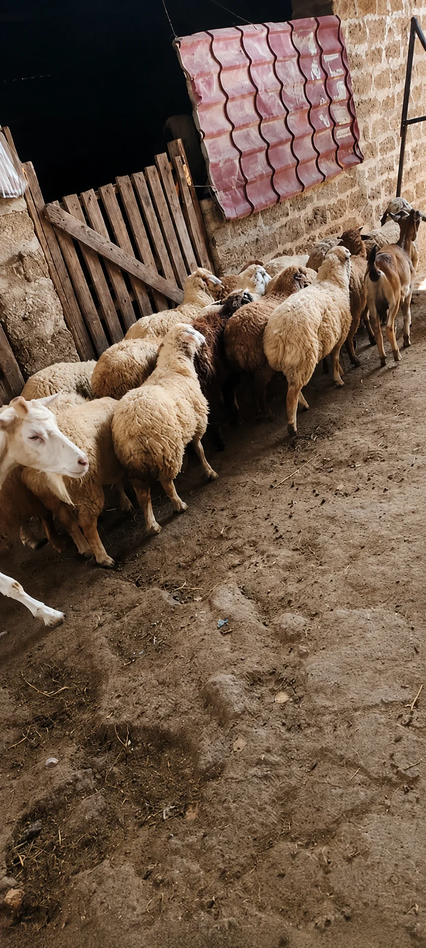 Qoyun — Heyvanlar, Quşlar, Balıqlar, Bakı