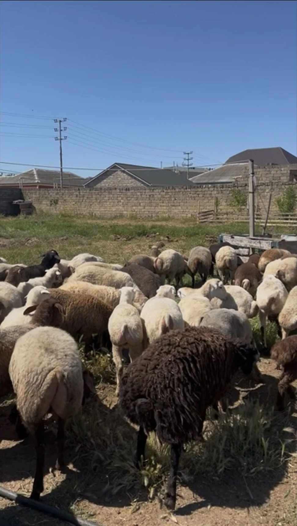 Qoyun — Heyvanlar, Quşlar, Balıqlar, Bakı