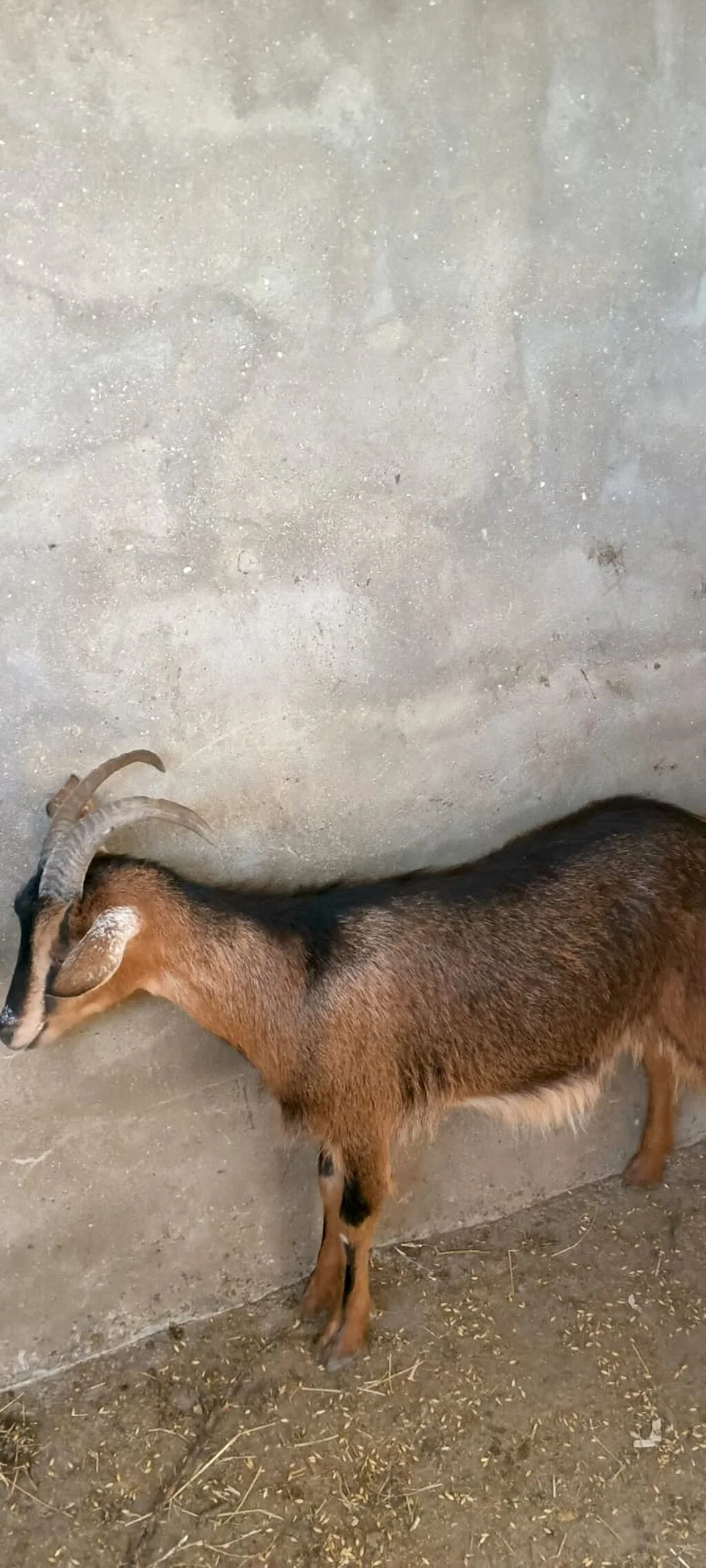 Keçi — Heyvanlar, Quşlar, Balıqlar, Bakı