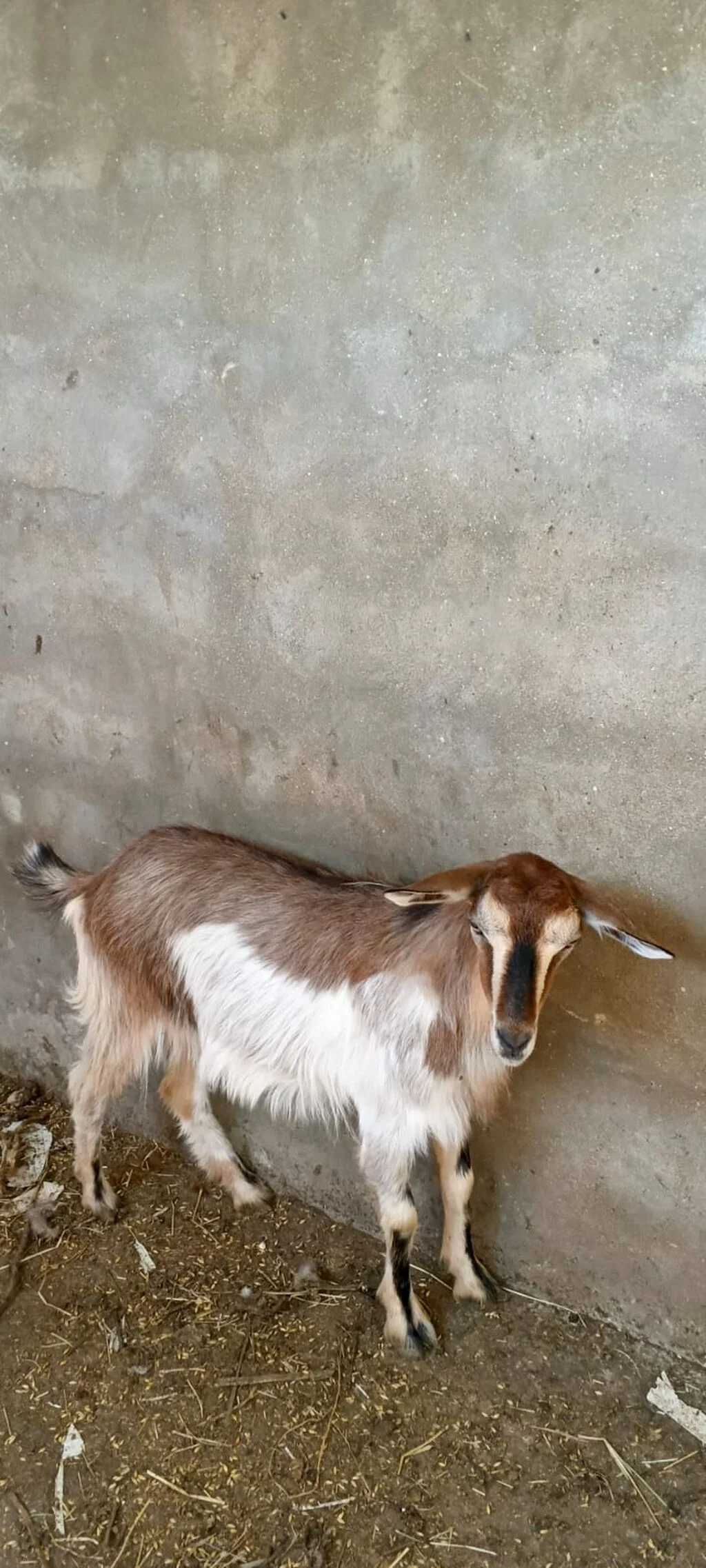 Keçi — Heyvanlar, Quşlar, Balıqlar, Bakı