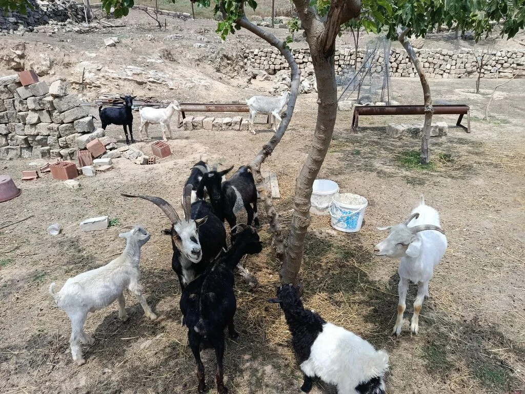 Keçi — Heyvanlar, Quşlar, Balıqlar, Bakı