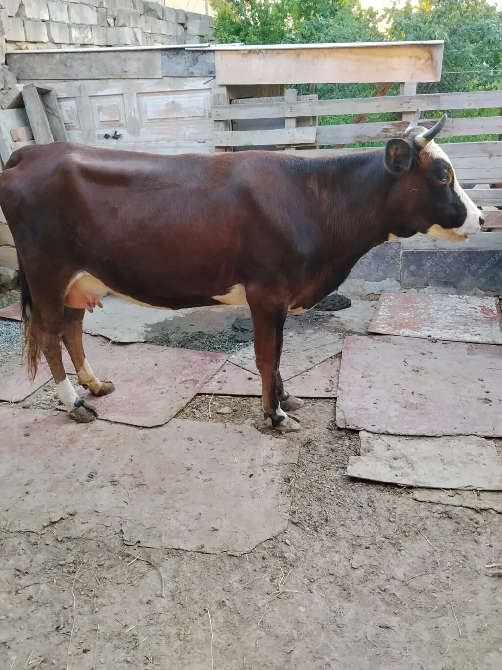 İnək — Heyvanlar, Quşlar, Balıqlar, Bakı
