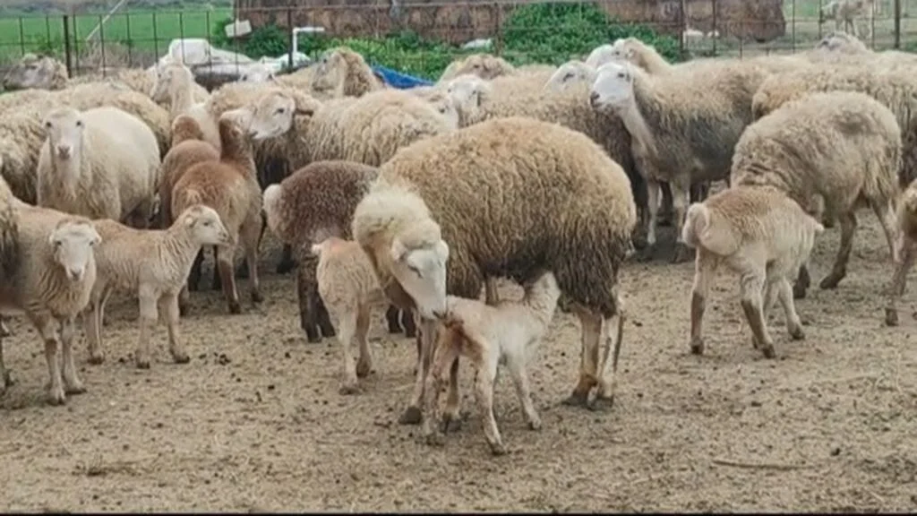 Qoyun — Heyvanlar, Quşlar, Balıqlar, Yevlax