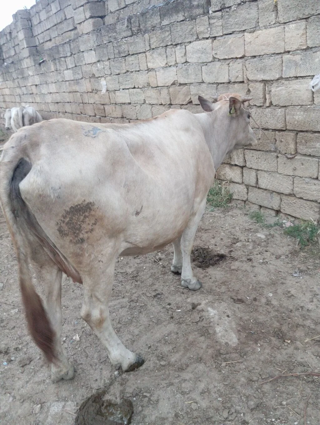 İnək — Heyvanlar, Quşlar, Balıqlar, Bakı