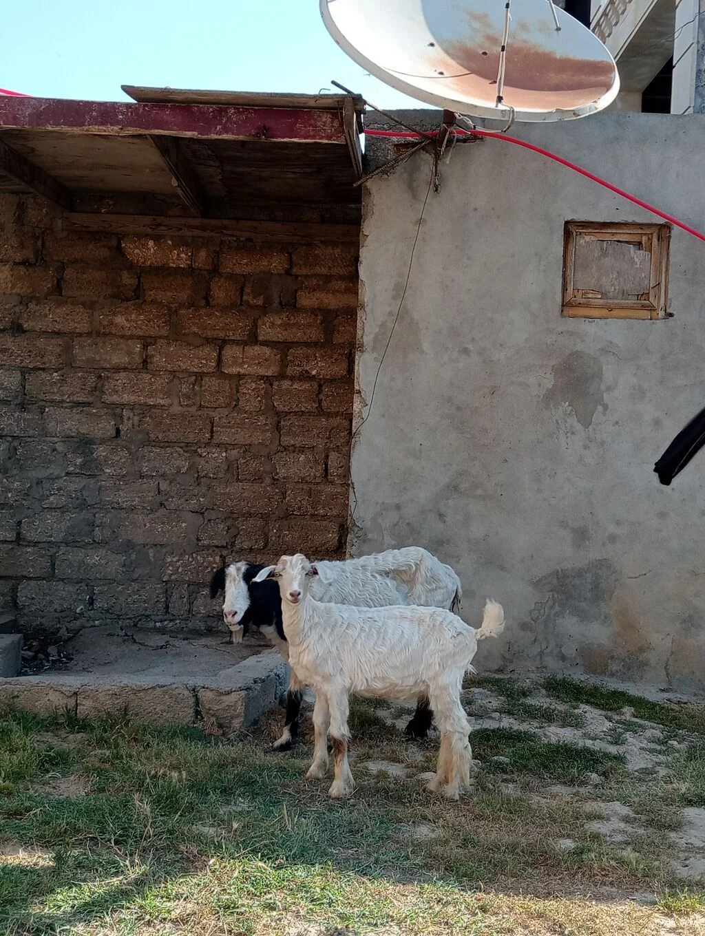 Keçi — Heyvanlar, Quşlar, Balıqlar, Bakı