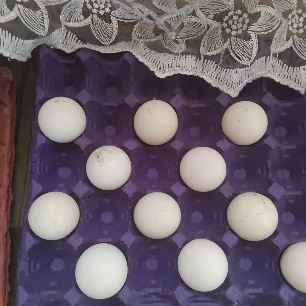 Yumurta — Heyvanlar, Quşlar, Balıqlar, Xırdalan