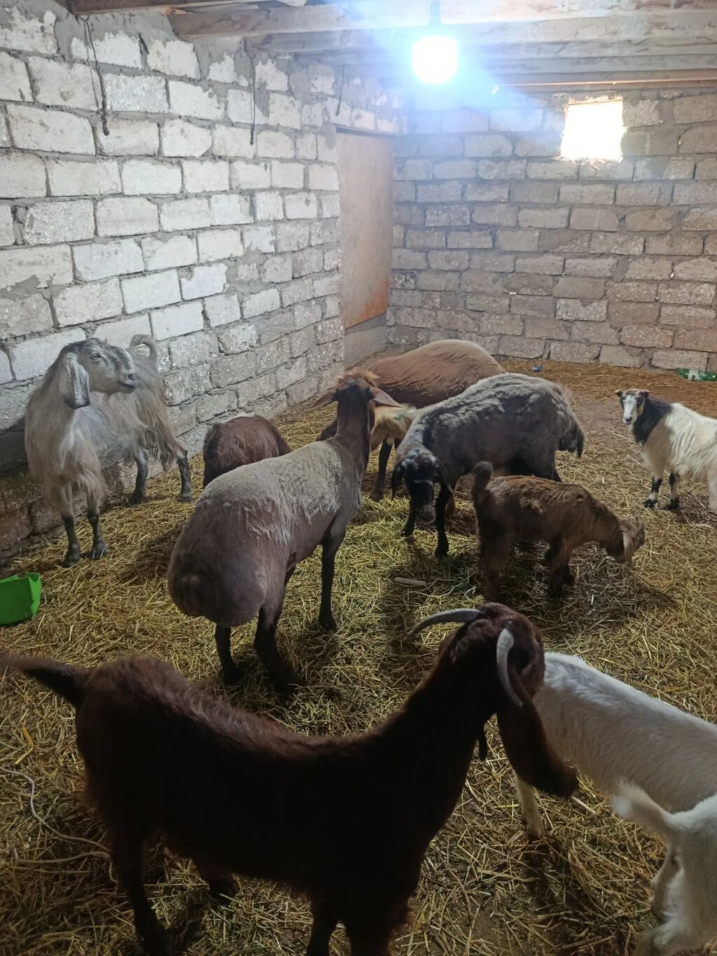 Toğlu — Heyvanlar, Quşlar, Balıqlar, Bakı