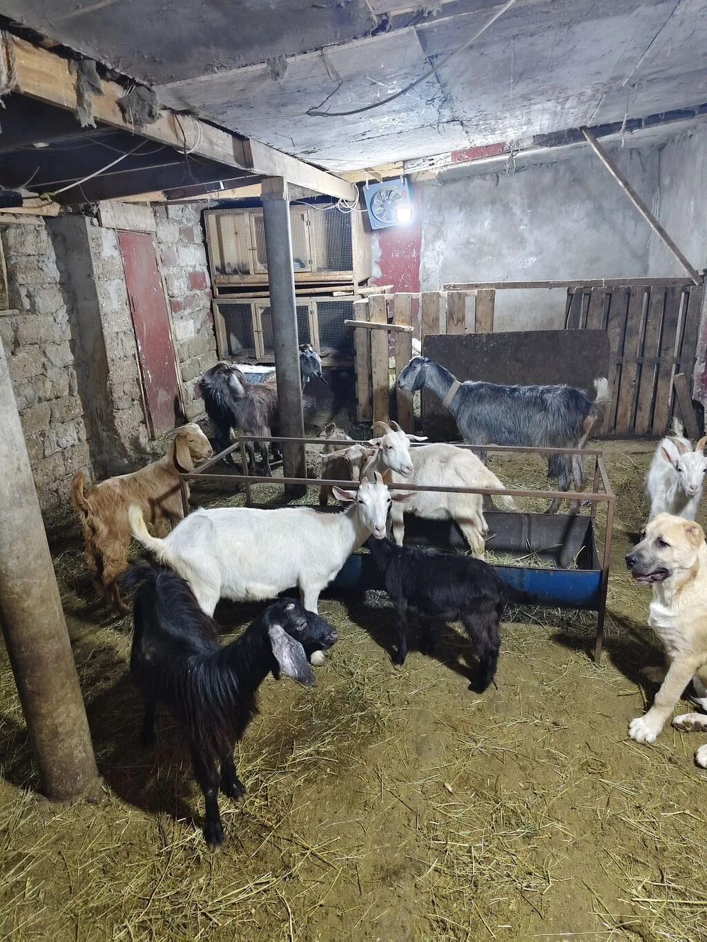 Keçi — Heyvanlar, Quşlar, Balıqlar, Bakı