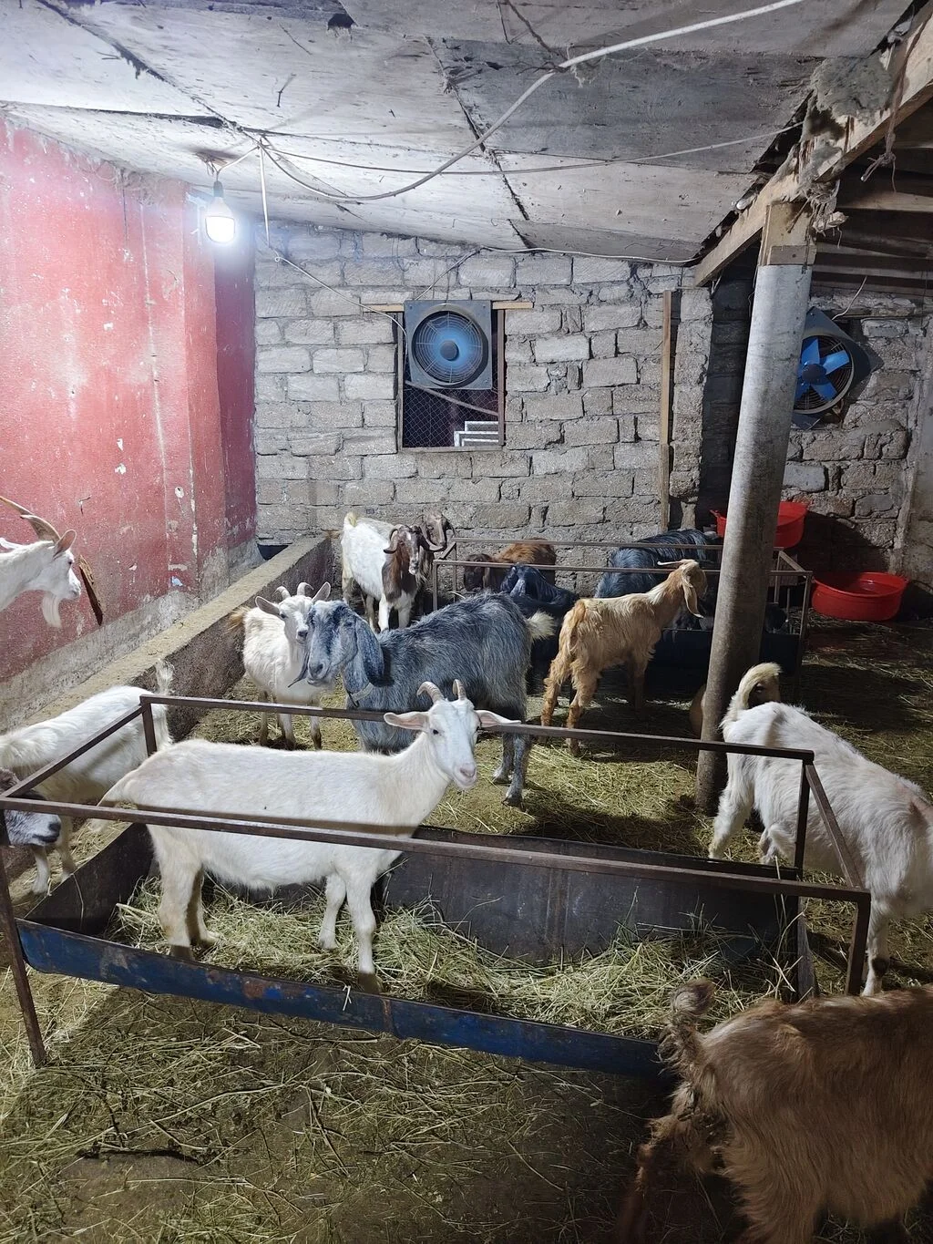 Keçi — Heyvanlar, Quşlar, Balıqlar, Bakı