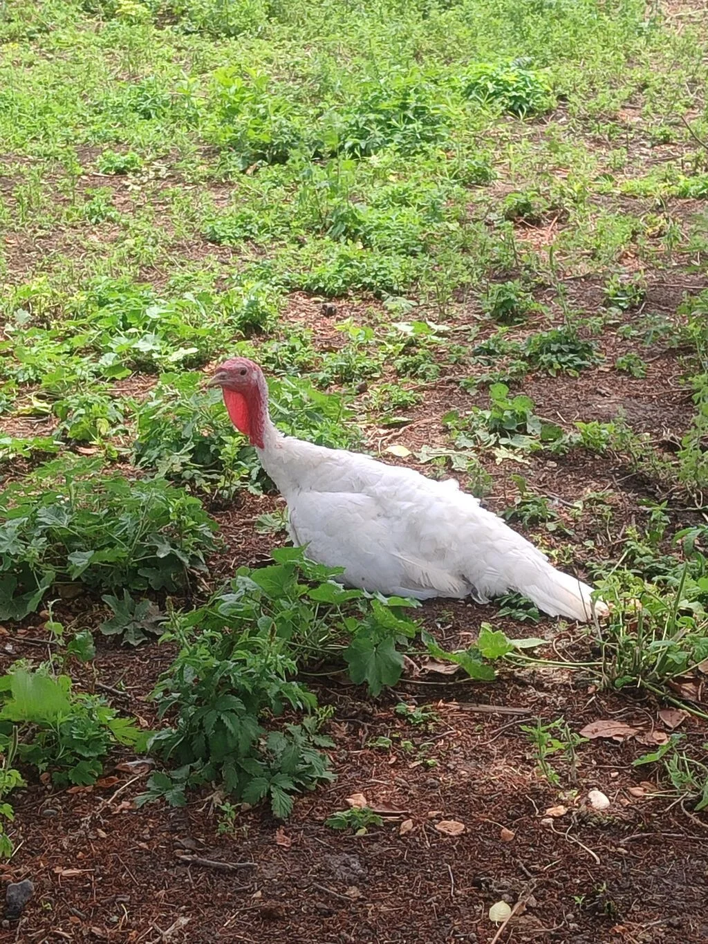 Hinduşka — Heyvanlar, Quşlar, Balıqlar, Ağstafa