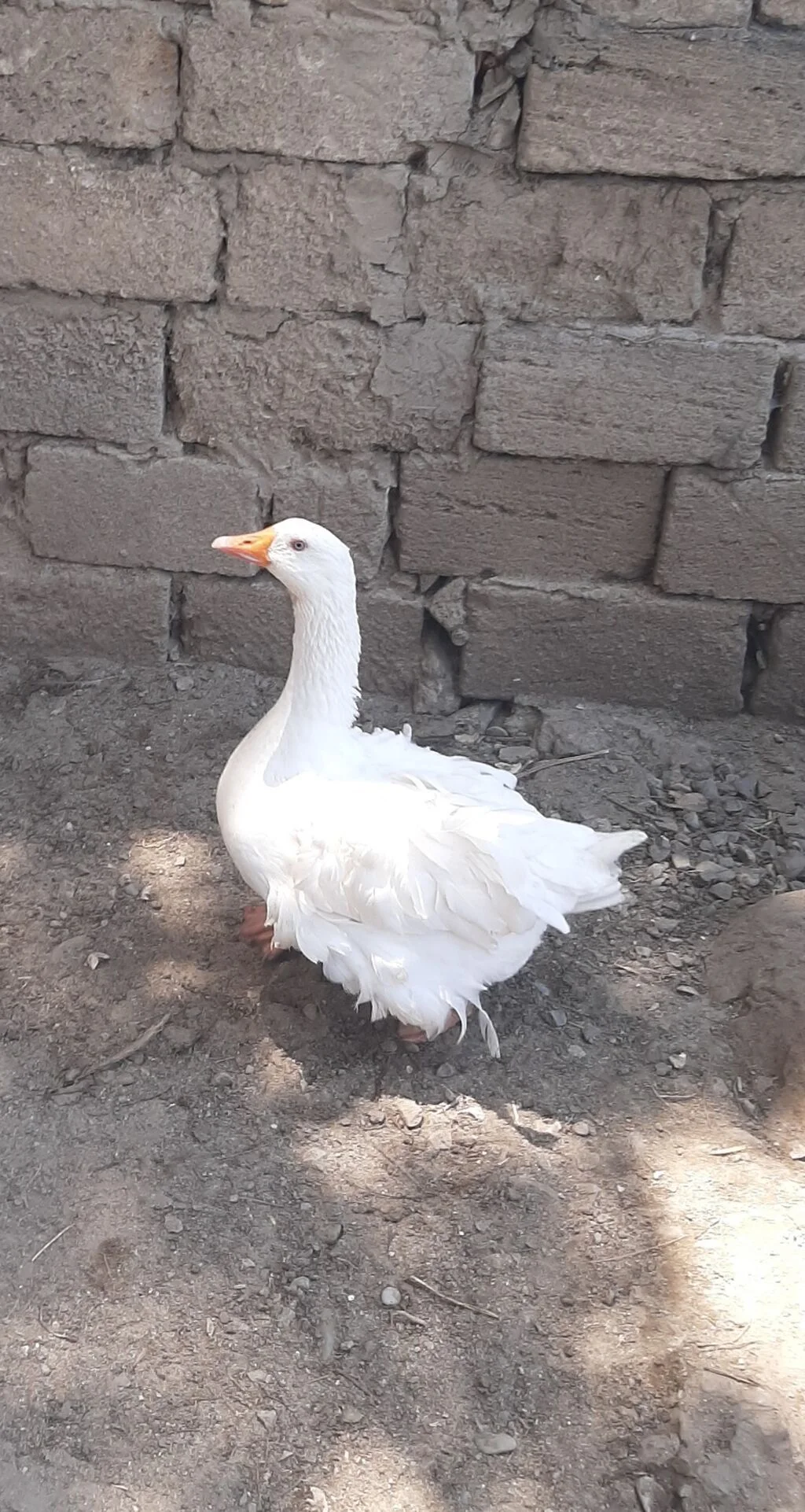 Qaz — Heyvanlar, Quşlar, Balıqlar, Bakı
