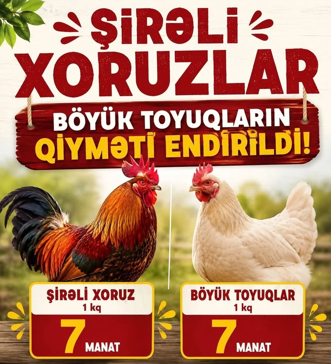 Xoruz — Heyvanlar, Quşlar, Balıqlar, Göyçay