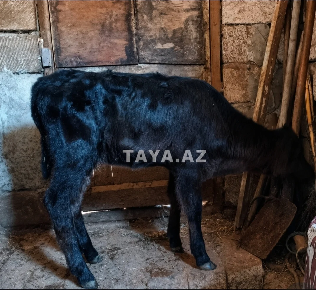 Buzov — Heyvanlar, Quşlar, Balıqlar, Bakı