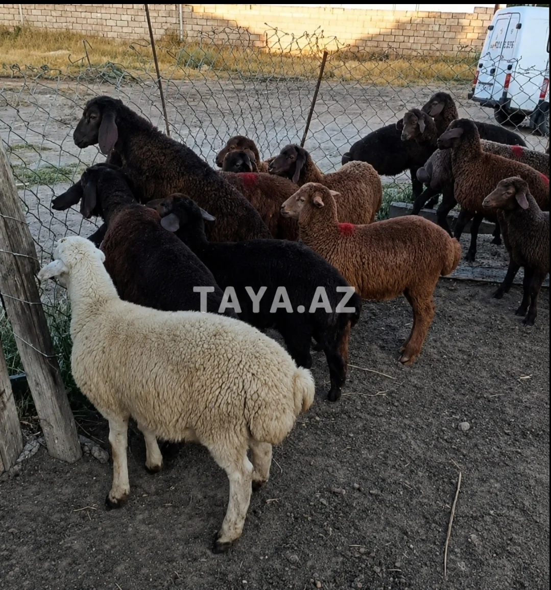 Quzu — Heyvanlar, Quşlar, Balıqlar, Sumqayıt
