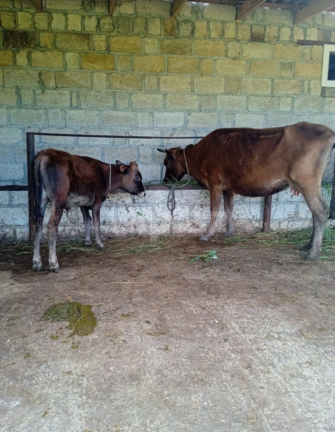İnək — Heyvanlar, Quşlar, Balıqlar, Şabran