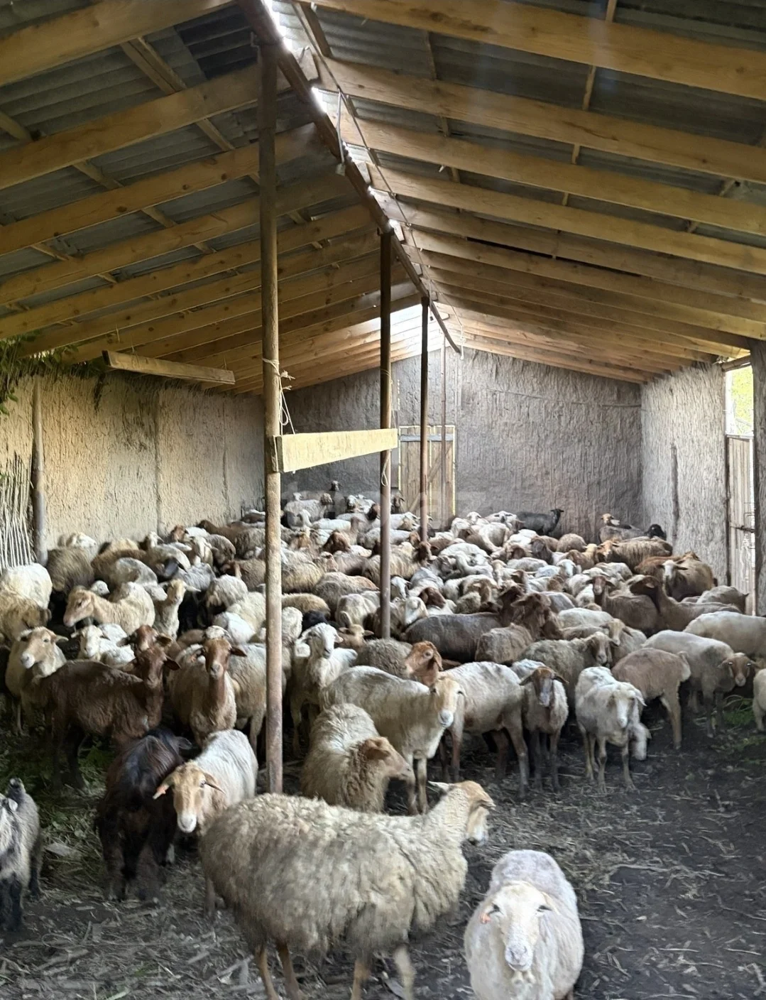 Qoyun — Heyvanlar, Quşlar, Balıqlar, Quba