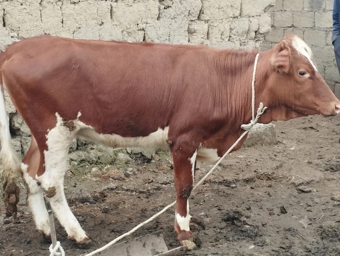Düyə — Heyvanlar, Quşlar, Balıqlar, Xaçmaz
