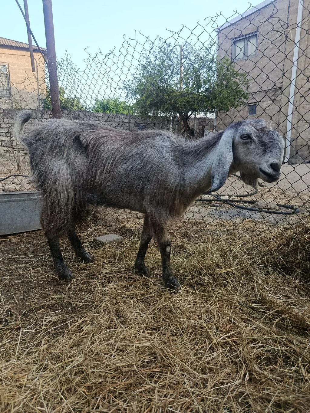 Keçi — Heyvanlar, Quşlar, Balıqlar, Bakı