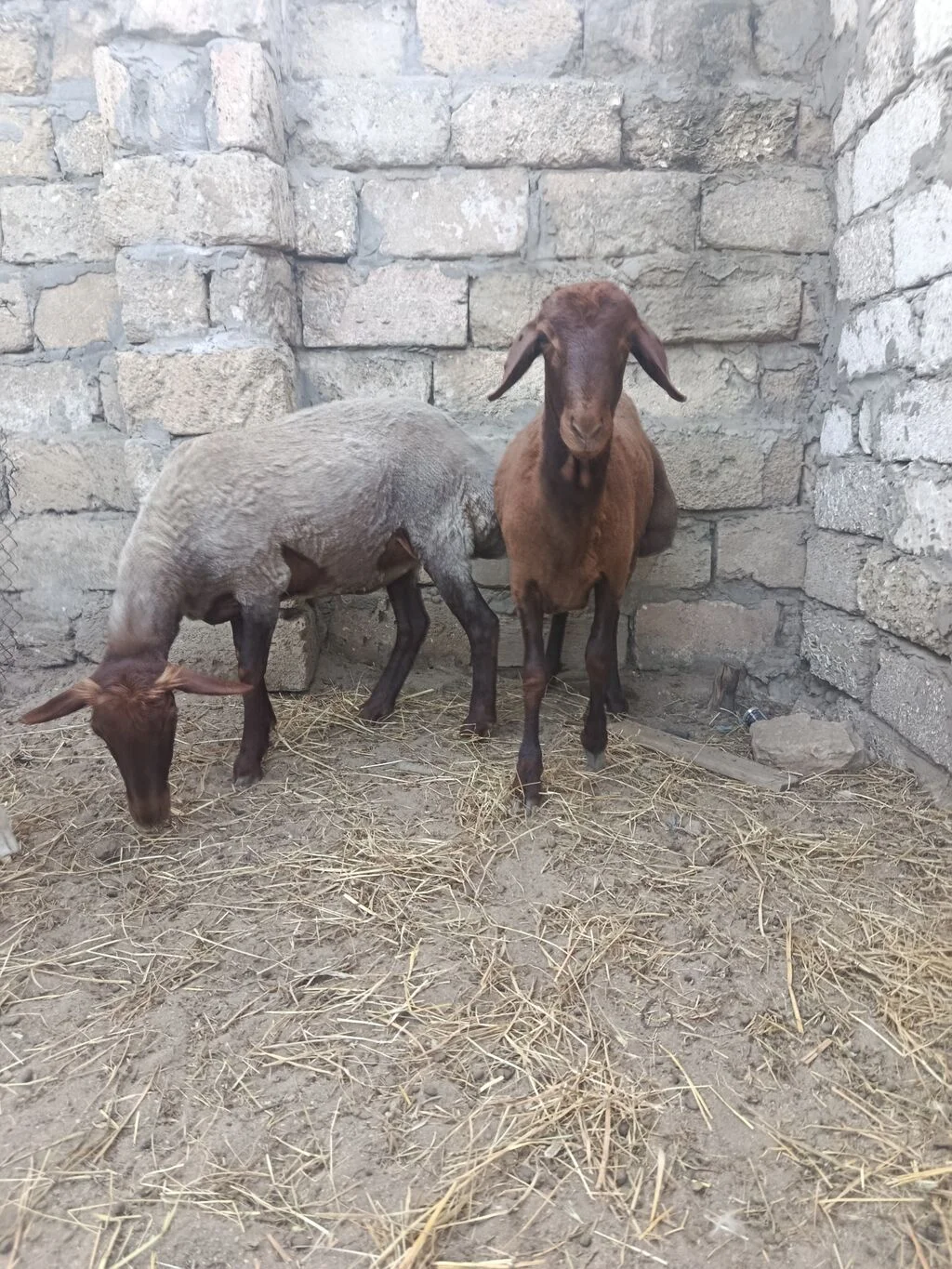 Quzu — Heyvanlar, Quşlar, Balıqlar, Bakı