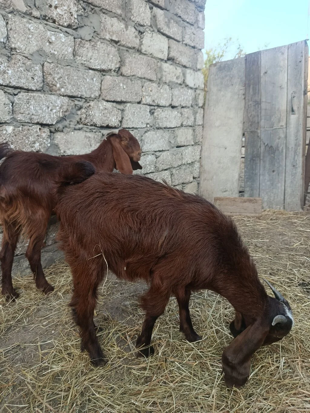 Keçi — Heyvanlar, Quşlar, Balıqlar, Bakı