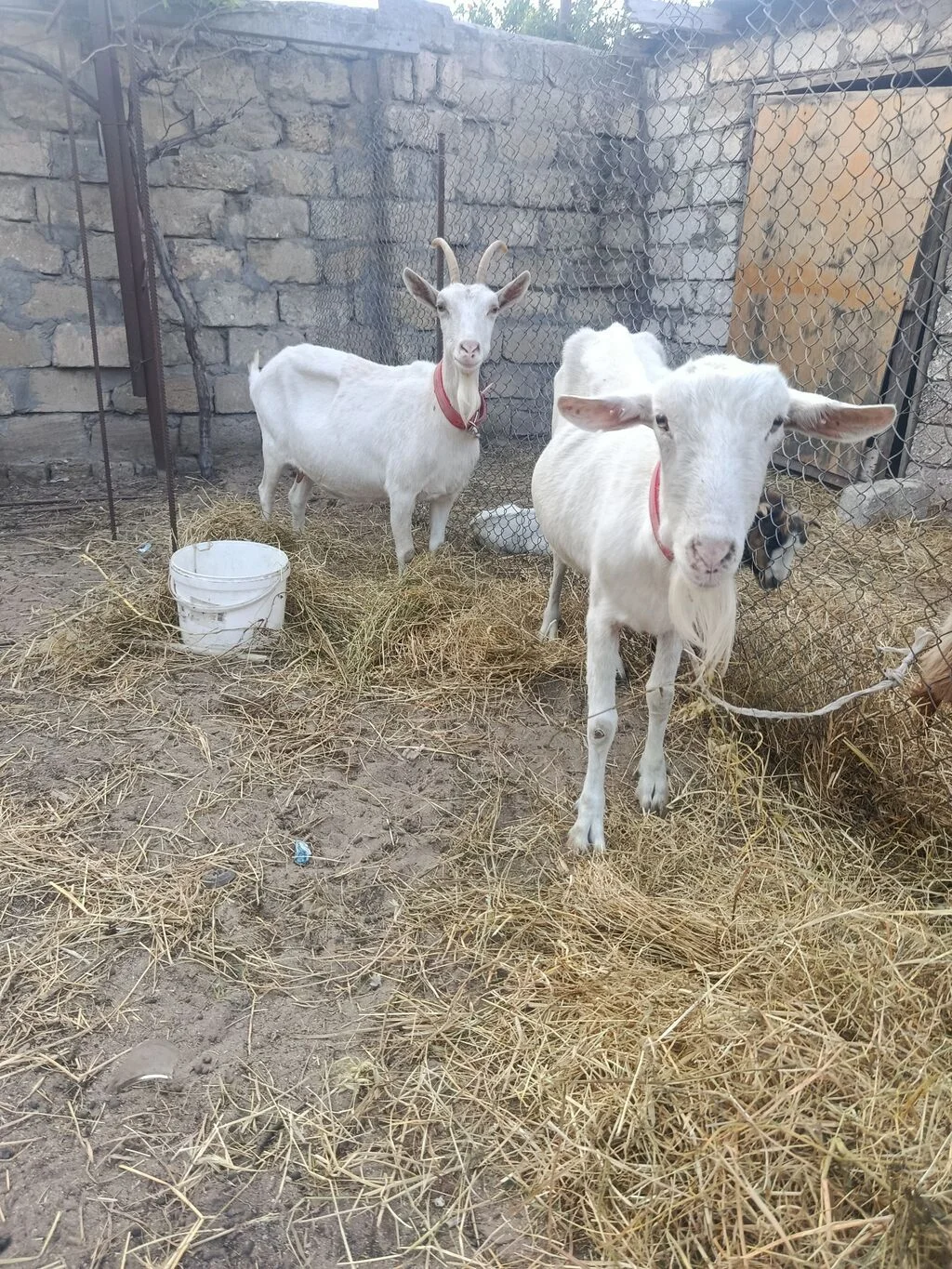 Keçi — Heyvanlar, Quşlar, Balıqlar, Bakı