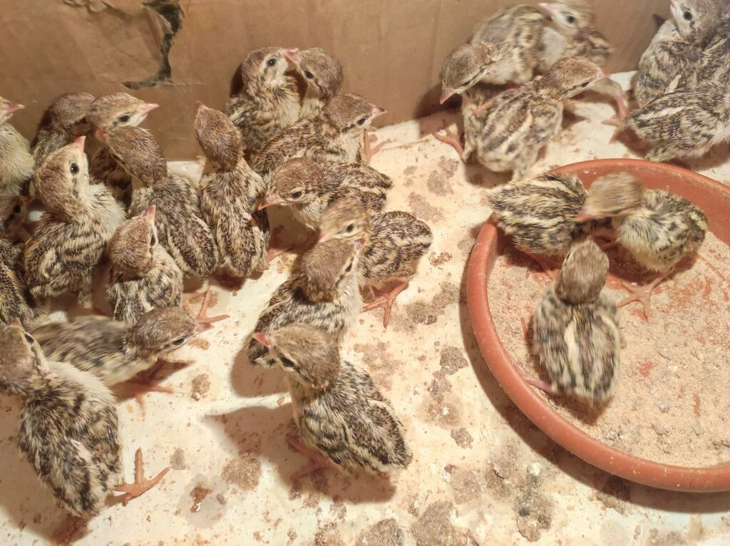 Kəklik — Heyvanlar, Quşlar, Balıqlar, Quba