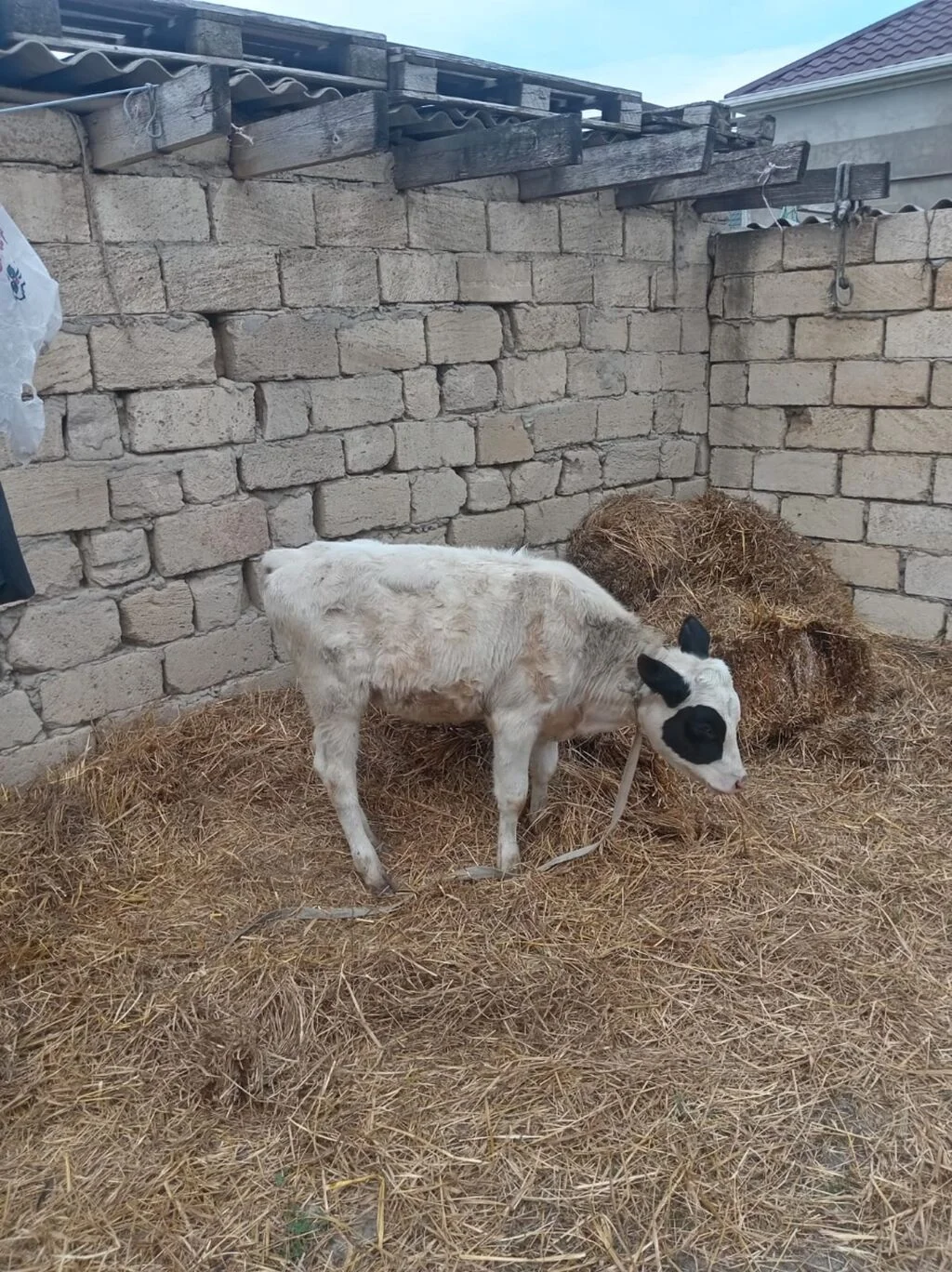 Dana — Heyvanlar, Quşlar, Balıqlar, Bakı