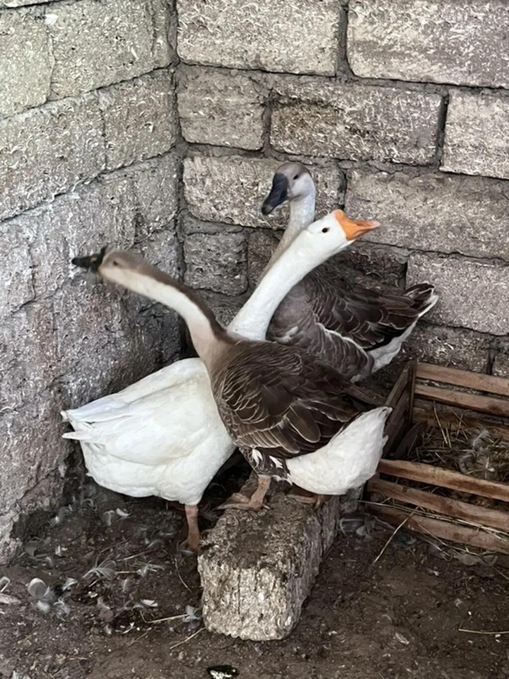 Qaz — Heyvanlar, Quşlar, Balıqlar, Bakı