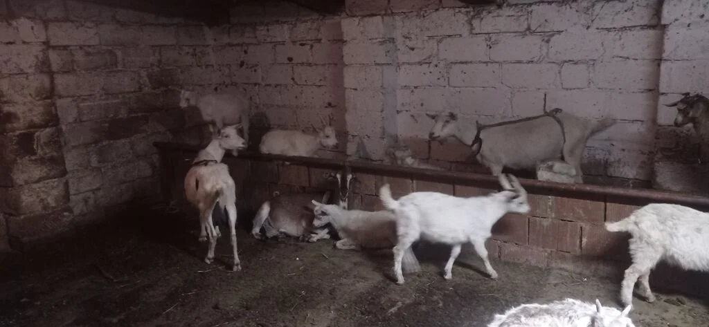 Keçi — Heyvanlar, Quşlar, Balıqlar, Bakı
