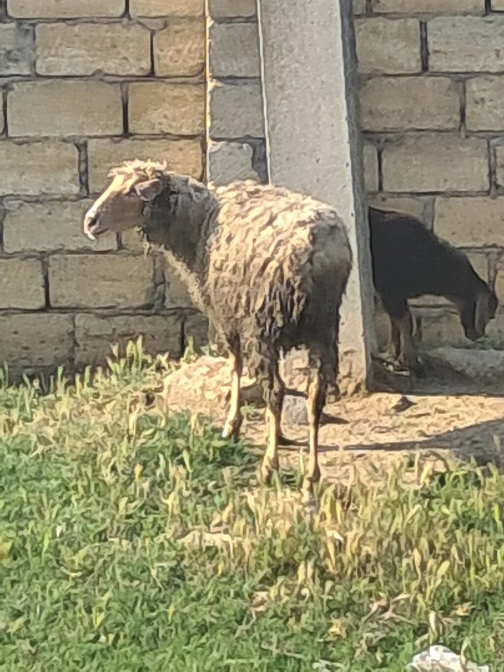 Qoyun — Heyvanlar, Quşlar, Balıqlar, Bakı
