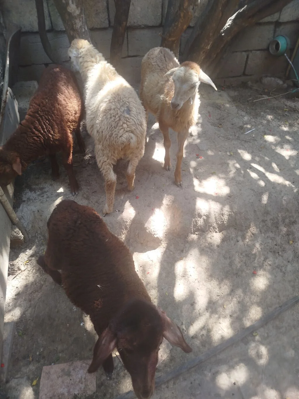 Quzu — Heyvanlar, Quşlar, Balıqlar, Bakı