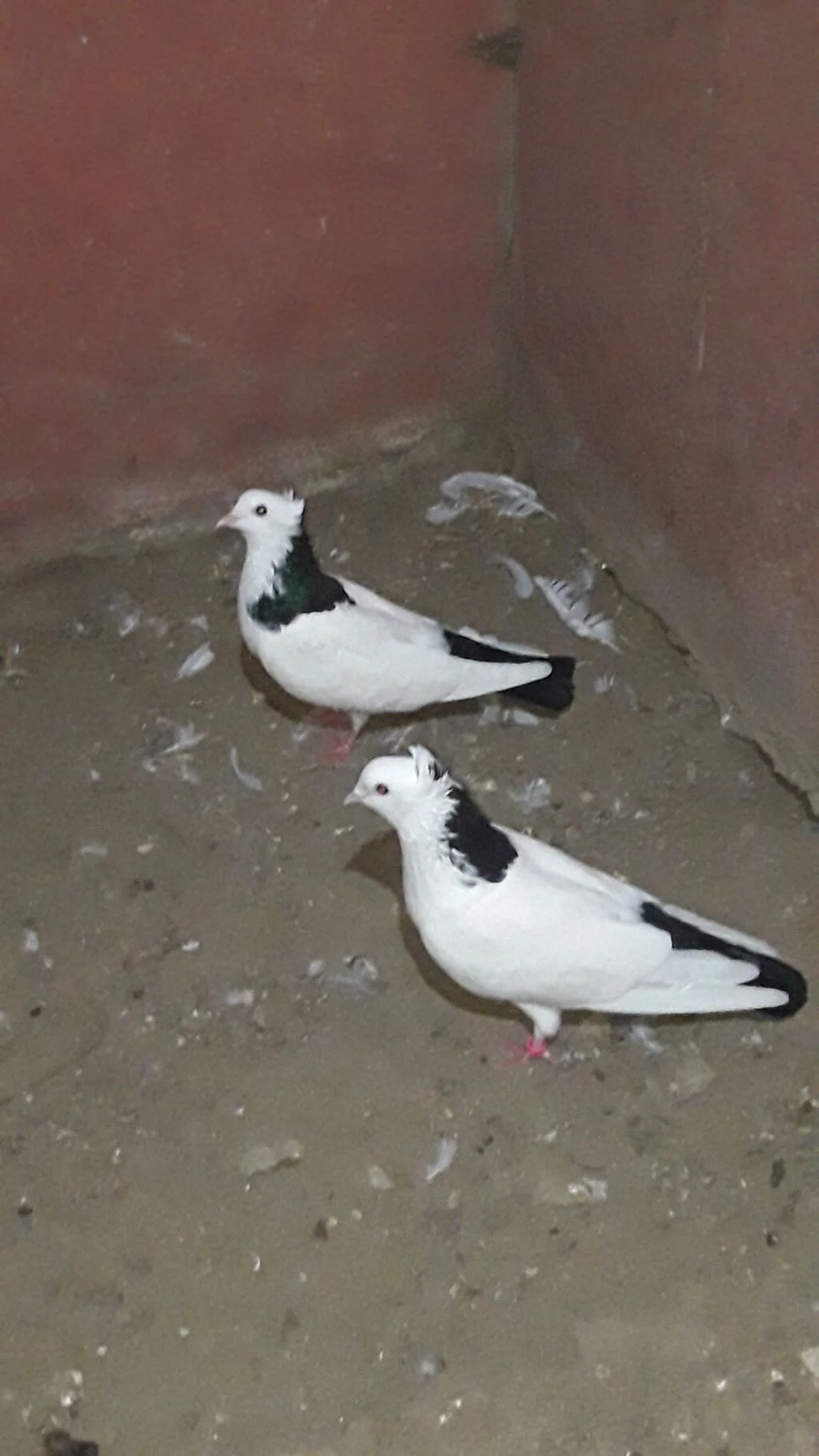 Göyərçin — Heyvanlar, Quşlar, Balıqlar, Bakı