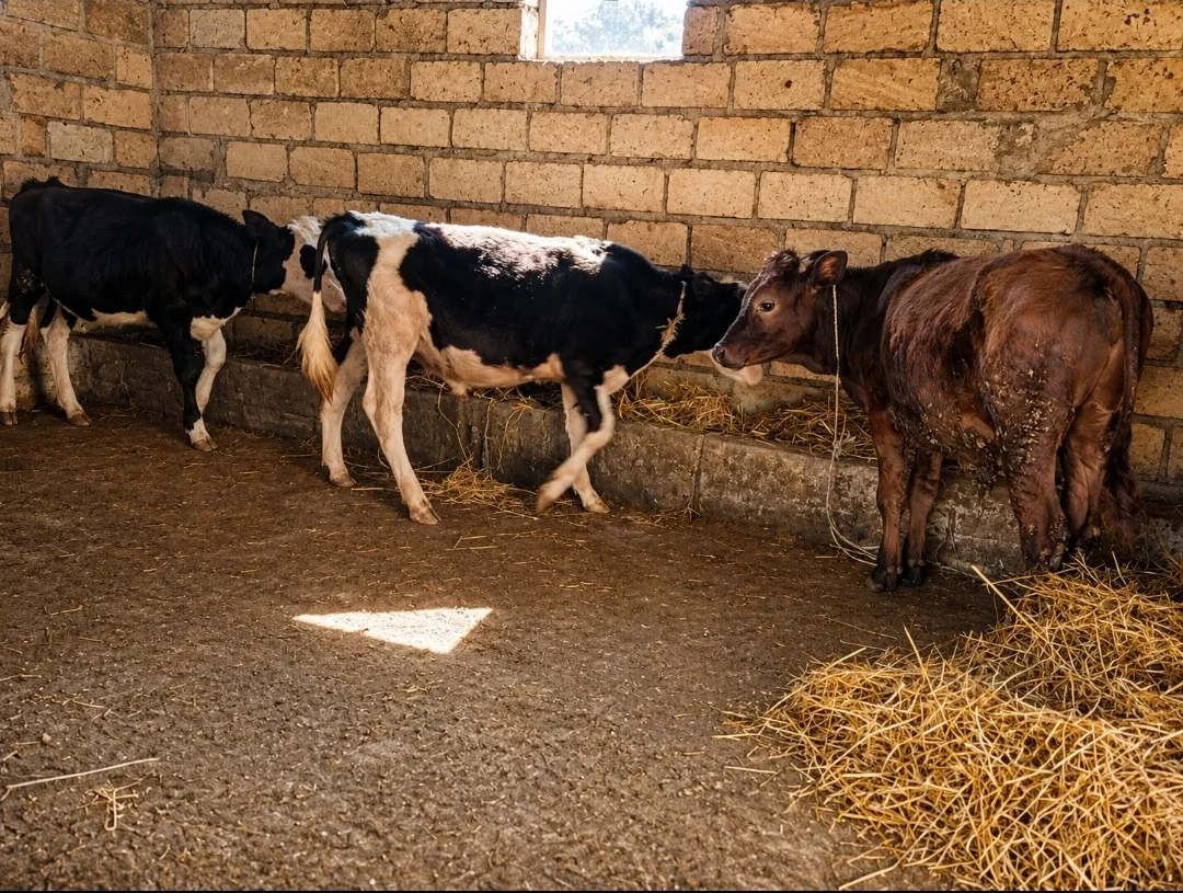 Dana — Heyvanlar, Quşlar, Balıqlar, Şabran