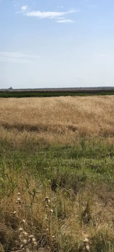 Arpa — Dənlilər, Otlar Yemlər,  Bitkilər, Ağsu