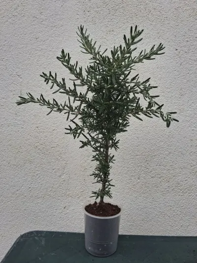 Rozmarin tingi — Dənlilər, Otlar Yemlər,  Bitkilər, Bakı