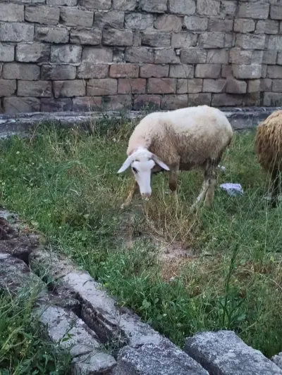 Qoyun — Heyvanlar, Quşlar, Balıqlar, Bakı