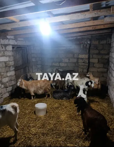 Keçi — Heyvanlar, Quşlar, Balıqlar, Bakı