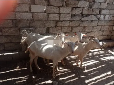 Keçi — Heyvanlar, Quşlar, Balıqlar, Bakı