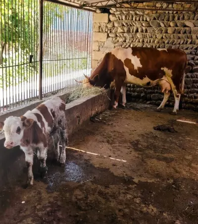 İnək — Heyvanlar, Quşlar, Balıqlar, Babək