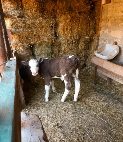 Buzov — Heyvanlar, Quşlar, Balıqlar, Bakı