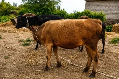 Dana — Heyvanlar, Quşlar, Balıqlar, Xaçmaz
