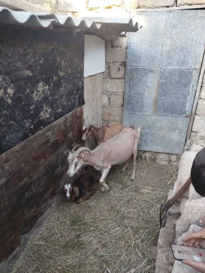 Keçi — Heyvanlar, Quşlar, Balıqlar, Bakı — şəkil 2