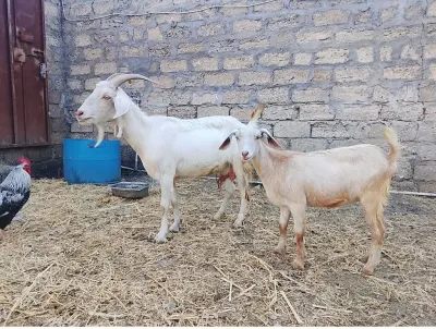 Keçi — Heyvanlar, Quşlar, Balıqlar, Bakı