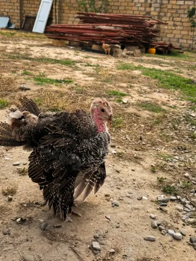 HiNDUŞKA — Heyvanlar, Quşlar, Balıqlar, Bakı