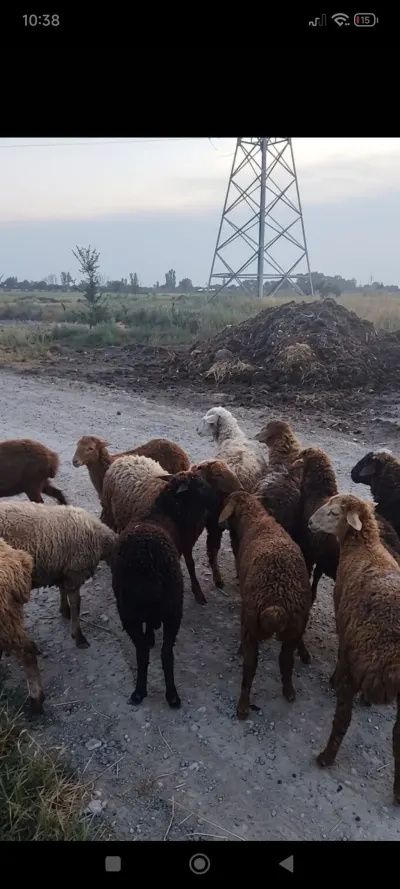Quzu — Heyvanlar, Quşlar, Balıqlar, Xaçmaz