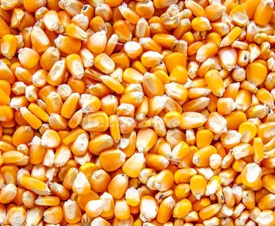 Qarğıdalı — Dənlilər, Otlar Yemlər,  Bitkilər, Gəncə