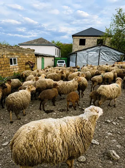 Qoyun — Heyvanlar, Quşlar, Balıqlar, Quba