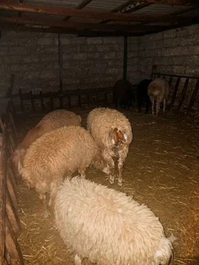 Quzu — Heyvanlar, Quşlar, Balıqlar, Bakı