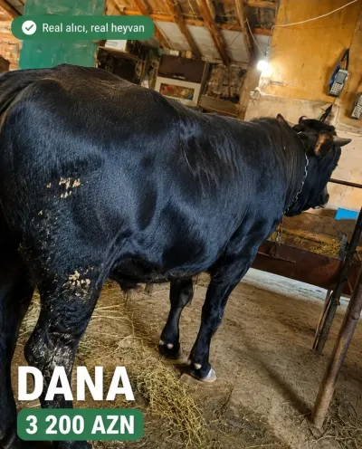 Dana — Heyvanlar, Quşlar, Balıqlar, Bakı