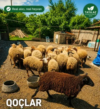 Toğlu — Heyvanlar, Quşlar, Balıqlar, Xaçmaz